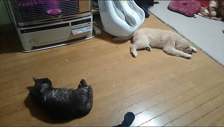 猫まくら