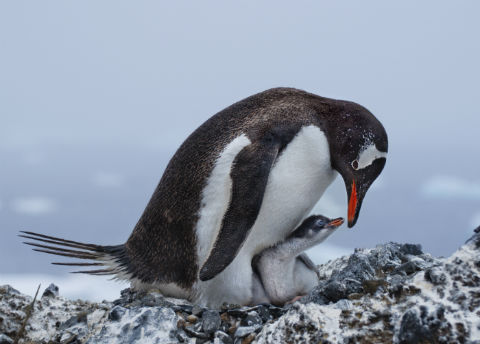 ジェンツーペンギン