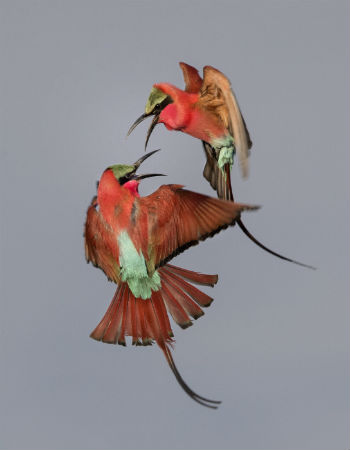 ミナミベニハチクイ