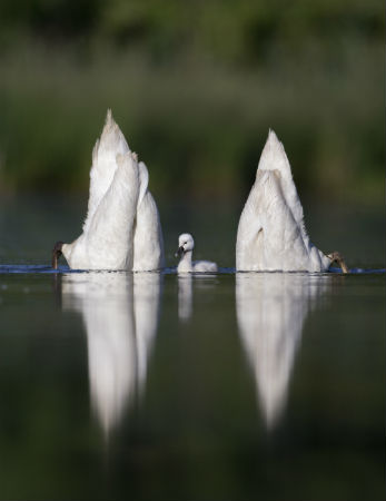 コブハクチョウ