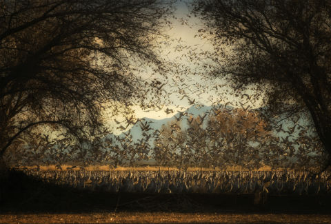 カナダヅルとハクガン