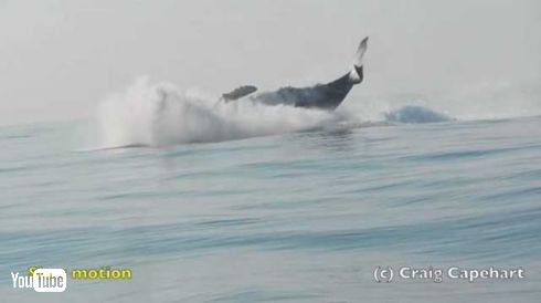 クジラ ジャンプ ブリーチング