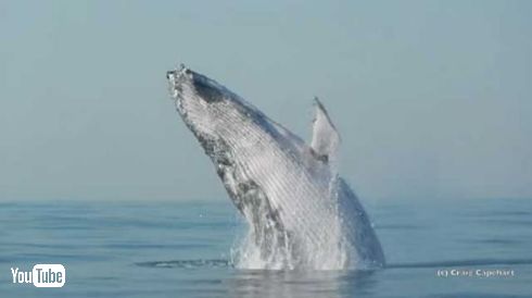 クジラ ジャンプ ブリーチング