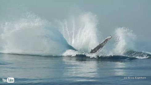クジラ ジャンプ ブリーチング