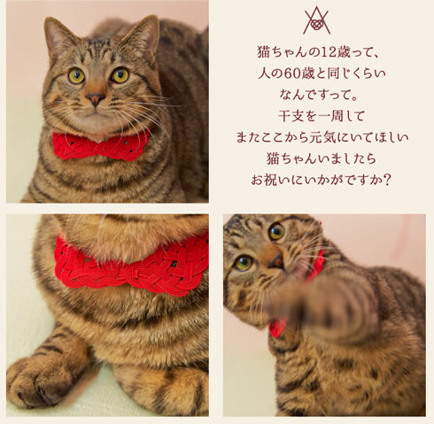猫の首輪