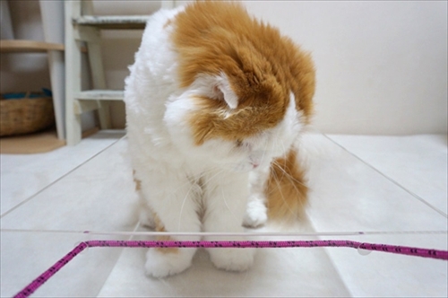 なめネコれおくんピーチくん