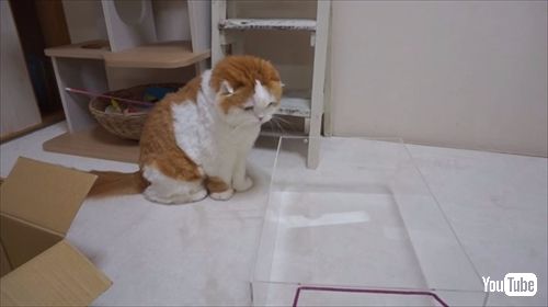 なめネコれおくんピーチくん