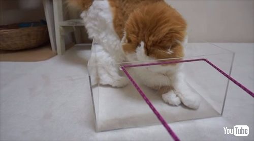 なめネコれおくんピーチくん