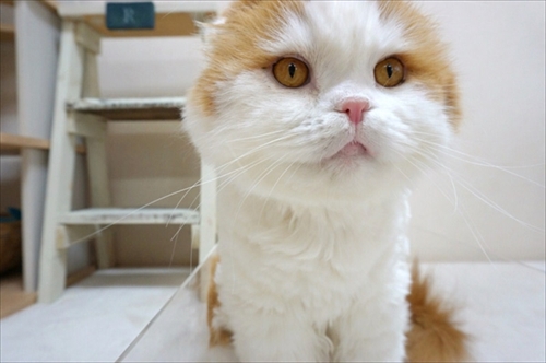 なめネコれおくんピーチくん