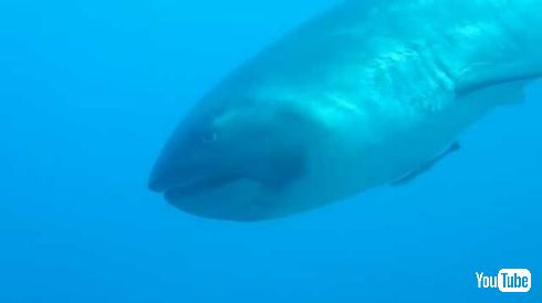 メガマウス 映像 目撃