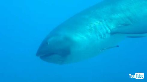 メガマウス 映像 目撃