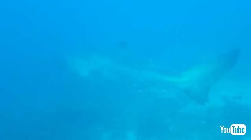 メガマウス 映像 目撃