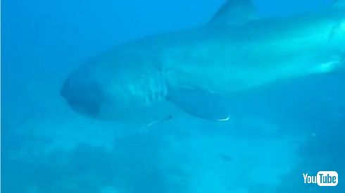 メガマウス 映像 目撃