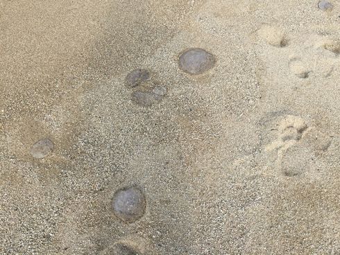 ドラゴンクエスト　洲本　スタンプラリー