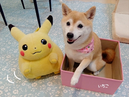 柴犬ひかりといちごと猫ミルキー