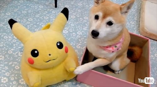 柴犬ひかりといちごと猫ミルキー