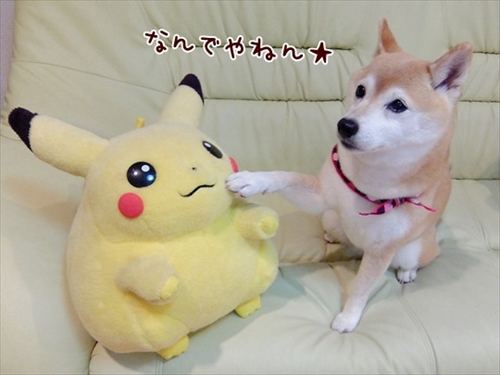 柴犬ひかりといちごと猫ミルキー