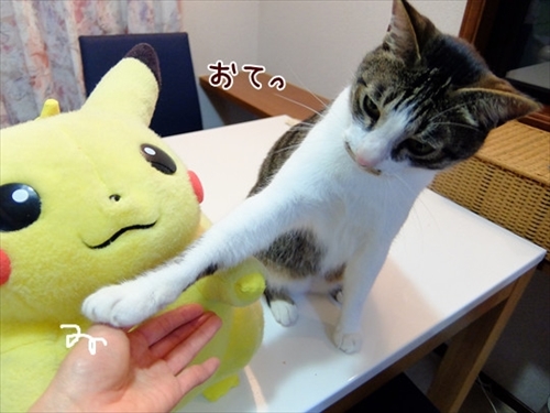 柴犬ひかりといちごと猫ミルキー