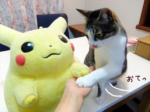 柴犬ひかりといちごと猫ミルキー