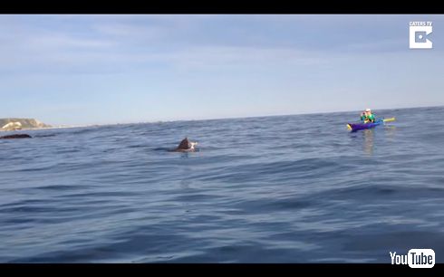 ニュージーランドでオットセイ vs タコ