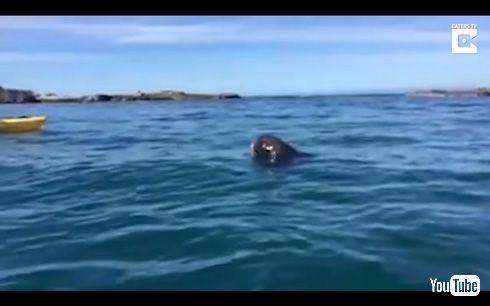 ニュージーランドでオットセイ vs タコ