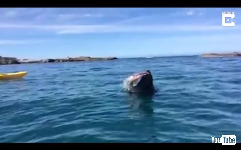 ニュージーランドでオットセイ vs タコ