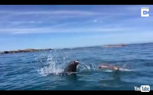 ニュージーランドでオットセイ vs タコ