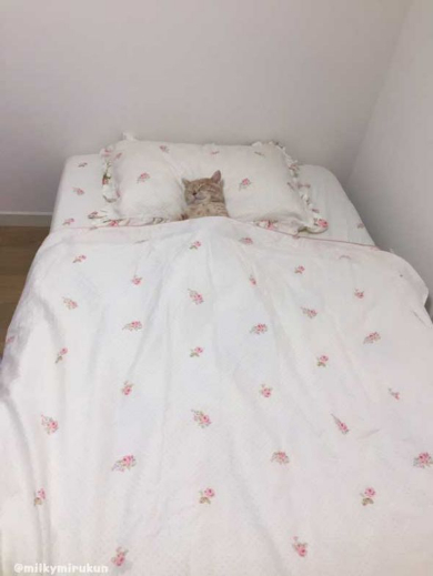 ミルくん 猫 布団 就寝