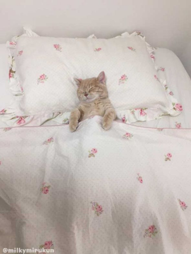 ミルくん 猫 布団 就寝