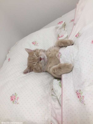 ミルくん 猫 布団 就寝