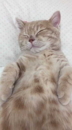 ミルくん 猫 布団 就寝