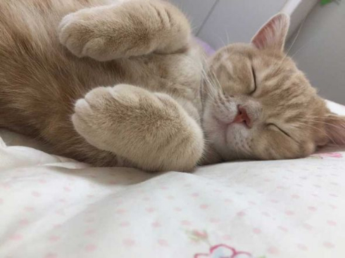 ミルくん 猫 布団 就寝