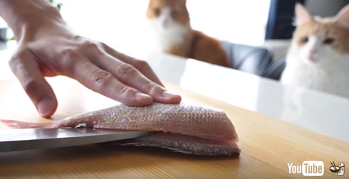 鯛を眺める猫たち