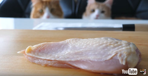 鶏肉を眺める猫たち