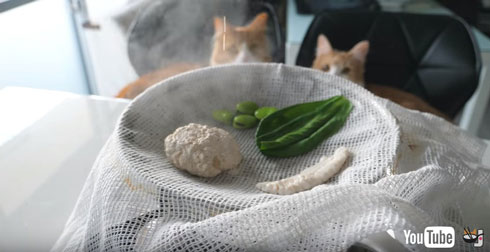 材料を蒸すところ眺める猫たち
