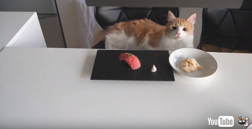 お寿司とキャットフードを眺めた猫