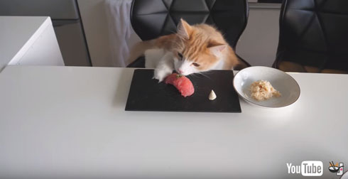 見た目も完璧ニャ！ 手作りの「ねこ用寿司」とキャットフード