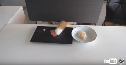 お寿司が食べたくて仕方ない猫
