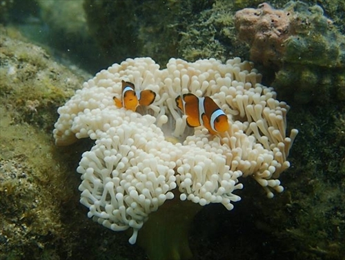 串本海中公園センター