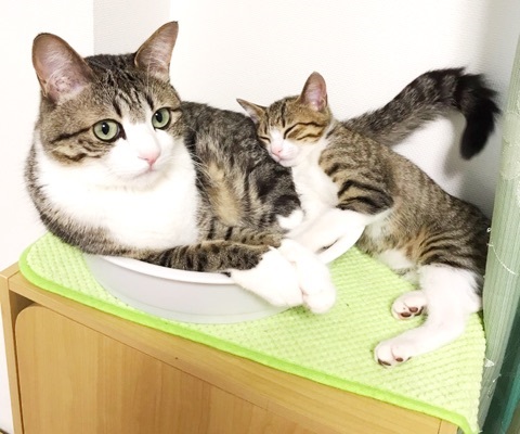 すずめうなぎ