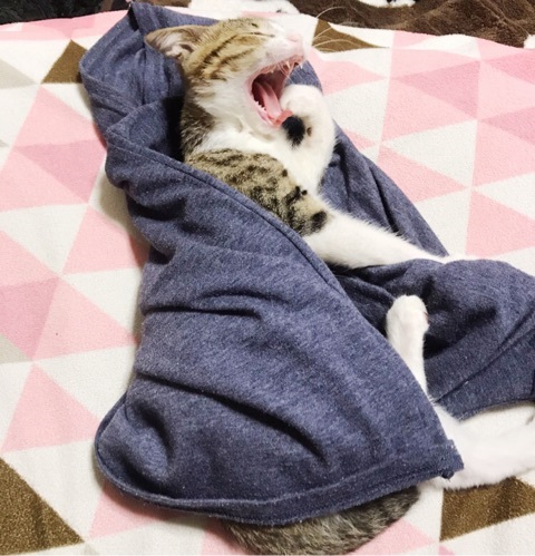 すずめうなぎ