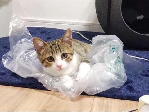 すずめうなぎ