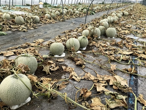 メロン農家、畑に除草剤まかれる被害「悪魔レベルの所業」　農園代表は自衛を呼びかけ