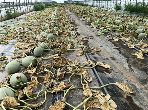 メロン農家、畑に除草剤まかれる被害「悪魔レベルの所業」　農園代表は自衛を呼びかけ