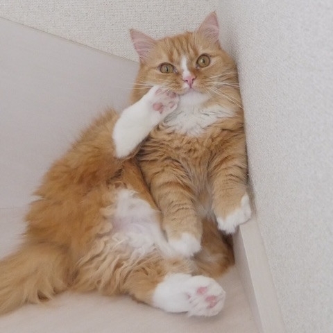 マンチカンズと仲間たち