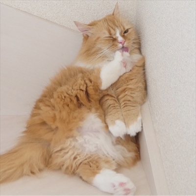 マンチカンズと仲間たち