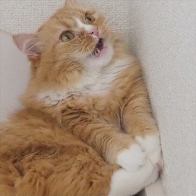 マンチカンズと仲間たち