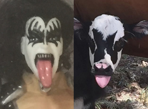 「KISS」ジーン・シモンズそっくりな子牛