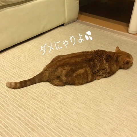 ツチネコ