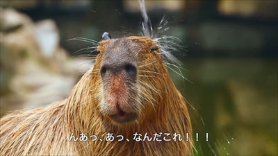 LIXILカピバラの打たせ湯